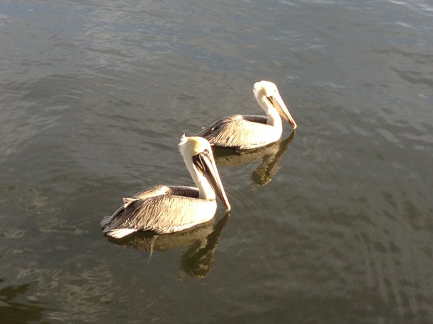 Pelicans