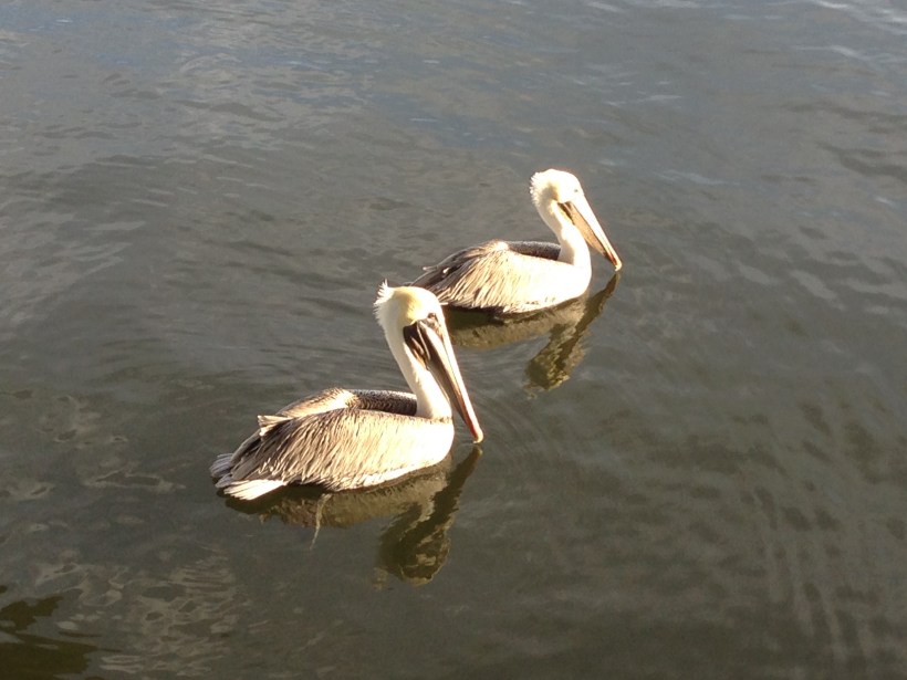 Pelicans