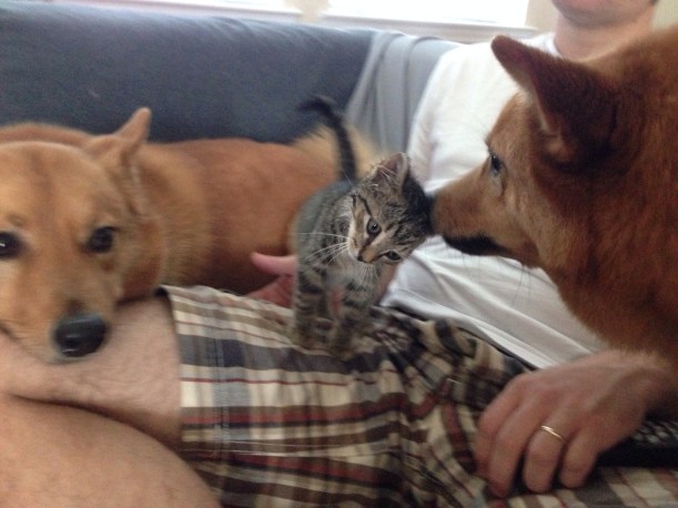 New Kitten Needs a Name