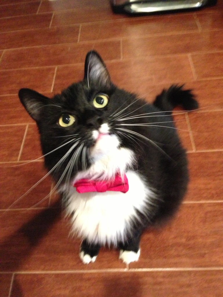 Vito in formal Christmas attire