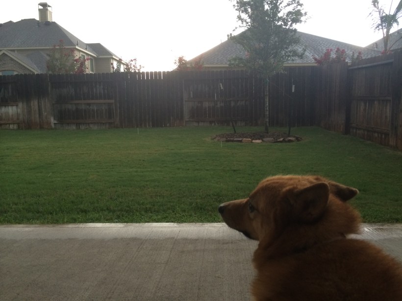 Puppy watching storm