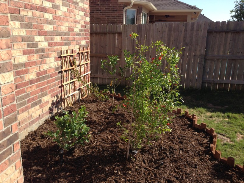 Pomegranites, Limes, Blackberries and Blueberries . . . oh my